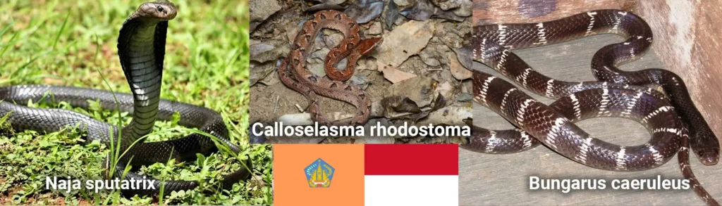 Jedovaté hady na Bali. Naja sputatrix, calloselasma rhodostoma, bungarus caeruleus sú niektoré z hadov, ktorým sa treba vyhnúť počas pobytu na Bali v Indonézii.